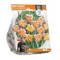 Baltus Narcissus Split Corona Rainbow Of Colors bloembollen per 5 stuks